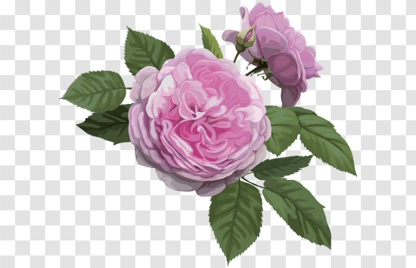 Rosa Chinensis Best Roses Garden - Gallica - Floribunda Transparent PNG