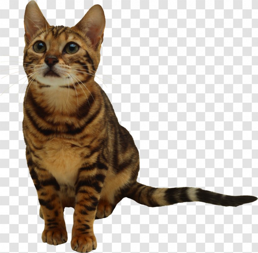 Kitten Cat Desktop Wallpaper Clip Art - Ocicat Transparent PNG