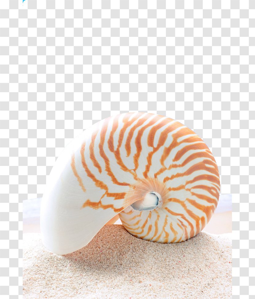 Stock Photography Chambered Nautilus Clip Art - Conch - Pretty Transparent PNG