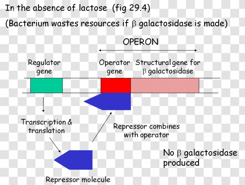 Lac Operon Biology Metabolism Essay Academic Writing - Parallel Transparent PNG