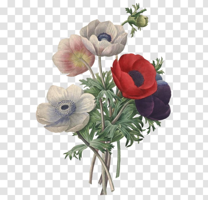 Flower Pierre-Joseph Redouté (1759-1840) Romantic Roses: Redouté's Roses Choix Des Plus Belles Fleurs Illustration - Art Transparent PNG