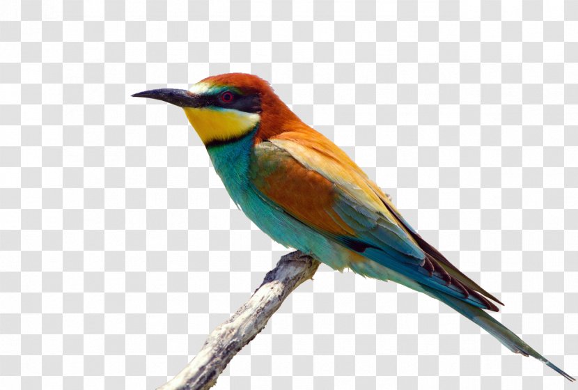 Bird European Bee-eater Rainbow White Stork White-throated - Aak Transparent PNG