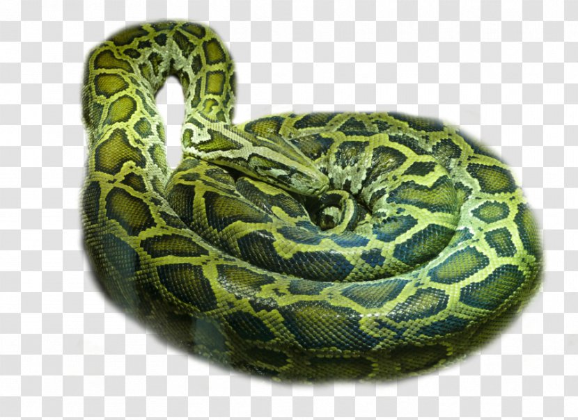 Rattlesnake Boa Constrictor - Viper - Snake Transparent PNG