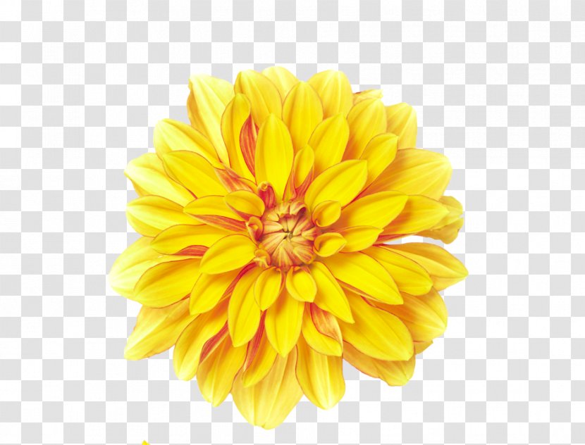 Flower Yellow Chrysanthemum Xd7grandiflorum Transparent PNG