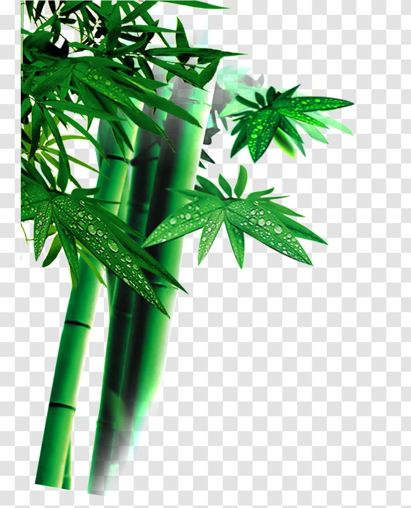 Family Tree Background - Flower - Vascular Plant Branch Transparent PNG