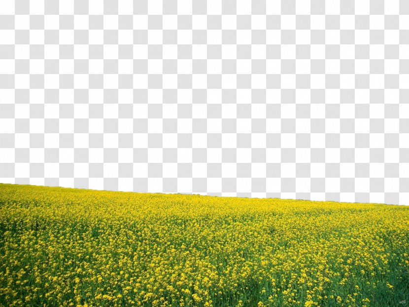 Flower Desktop Wallpaper Landscape Nature - Grass - Sunflowers Transparent PNG
