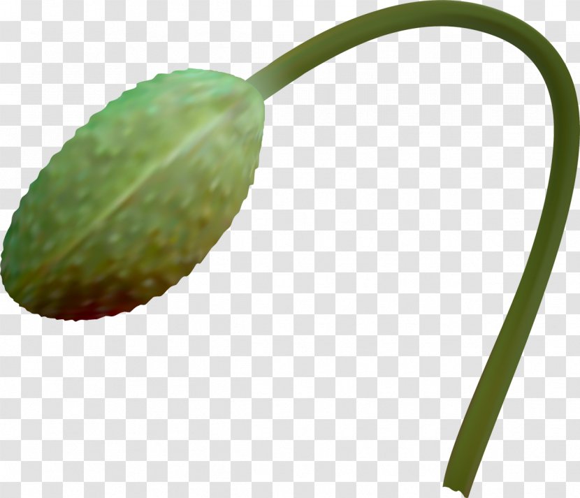 Leaf Plant Stem - Poppy Transparent PNG