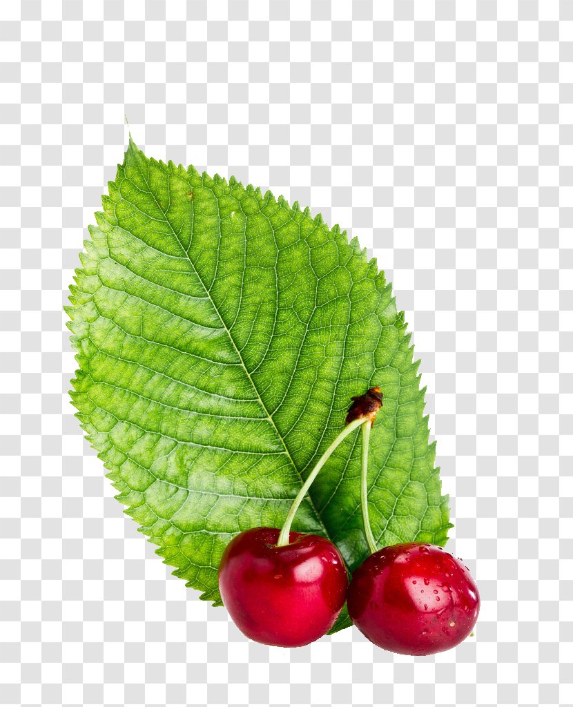 Cherry Poster Food Milk - Leaf Transparent PNG