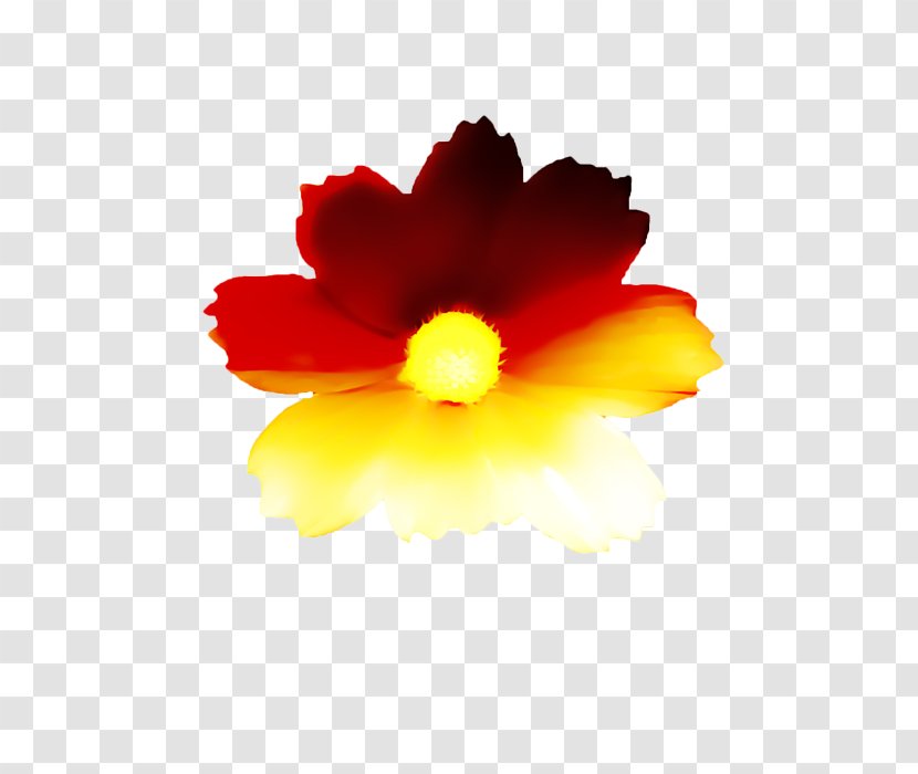 Mallows Hibiscus Petal Flowering Plant - Floating Flower Transparent PNG