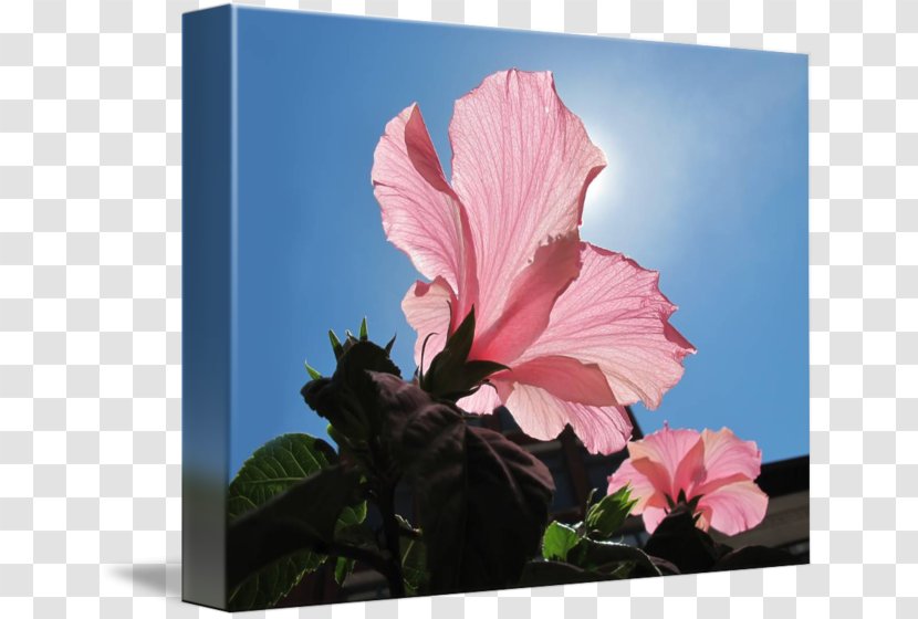 Hoʻoponopono Death Family Father - Canna Lily - Pink Hibiscus Transparent PNG