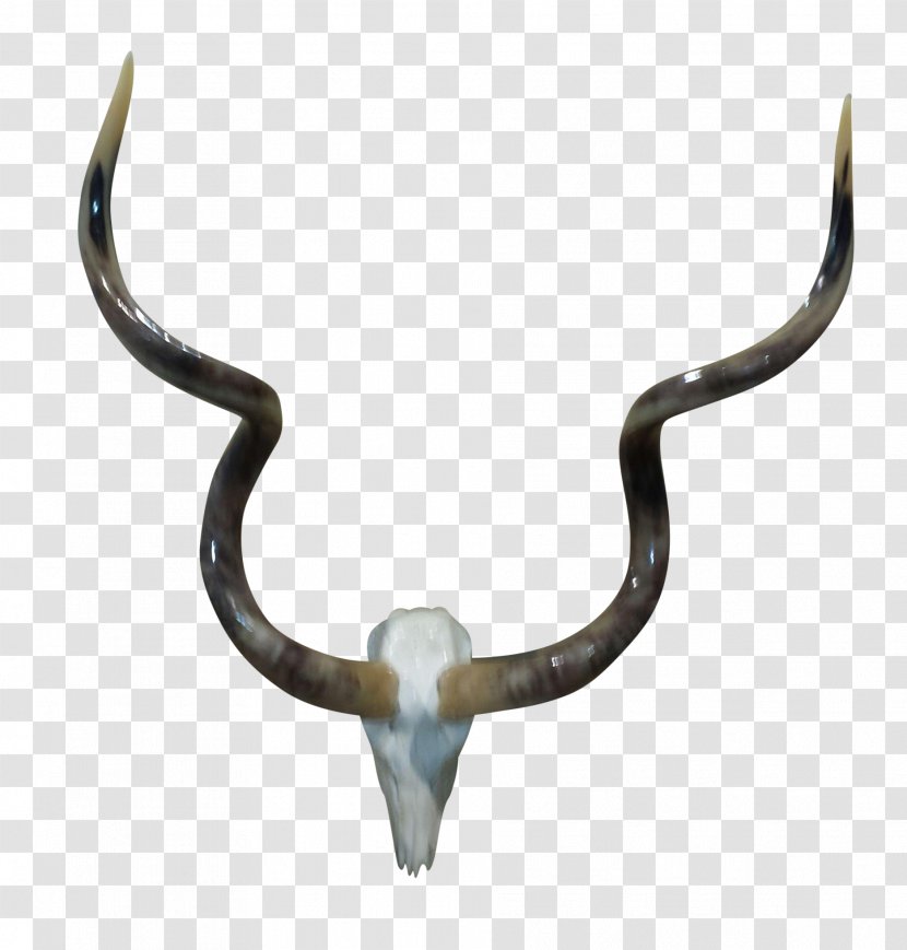 Cattle - Antelope - Animal Skulls With Horns Transparent PNG