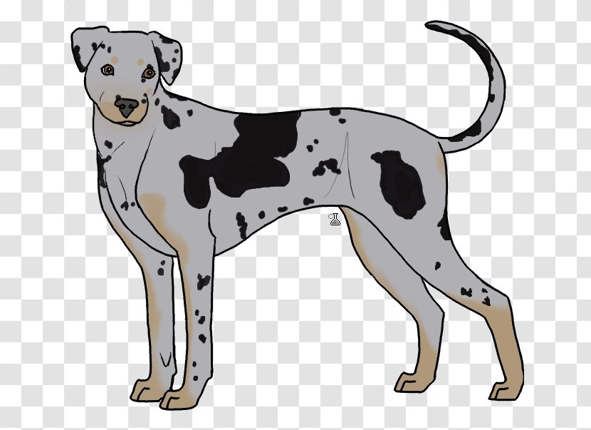 Dalmatian Dog Breed Non-sporting Group Crossbreed - Catahoula Transparent PNG