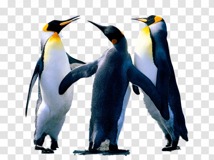 Picsart Background - Emperor Penguin - Wildlife Beak Transparent PNG