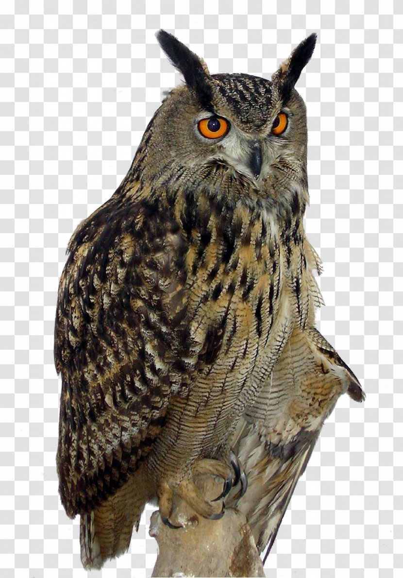 Great Horned Owl Eurasian Eagle-owl Bird - Brown Hawkowl - Hyperopia Pull Creative HD Free Transparent PNG