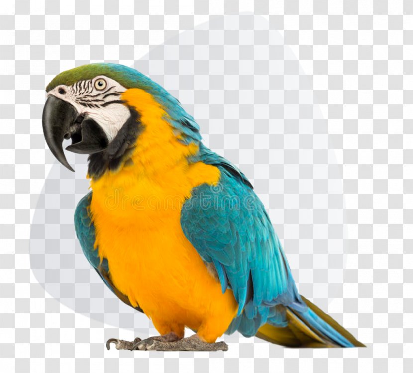 Parrot Blue-and-yellow Macaw Red-and-green Bird - Parakeet Transparent PNG