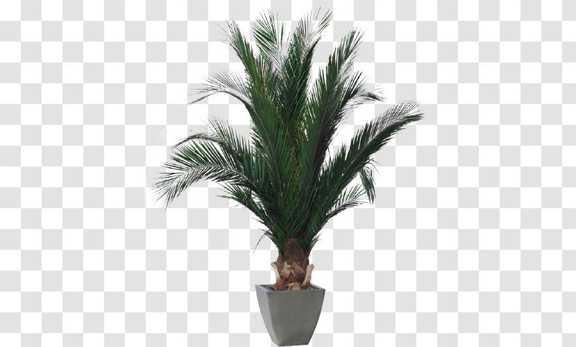 Phoenix Roebelenii Houseplant Arecaceae Tree - Howea Belmoreana - Plant Identification Transparent PNG