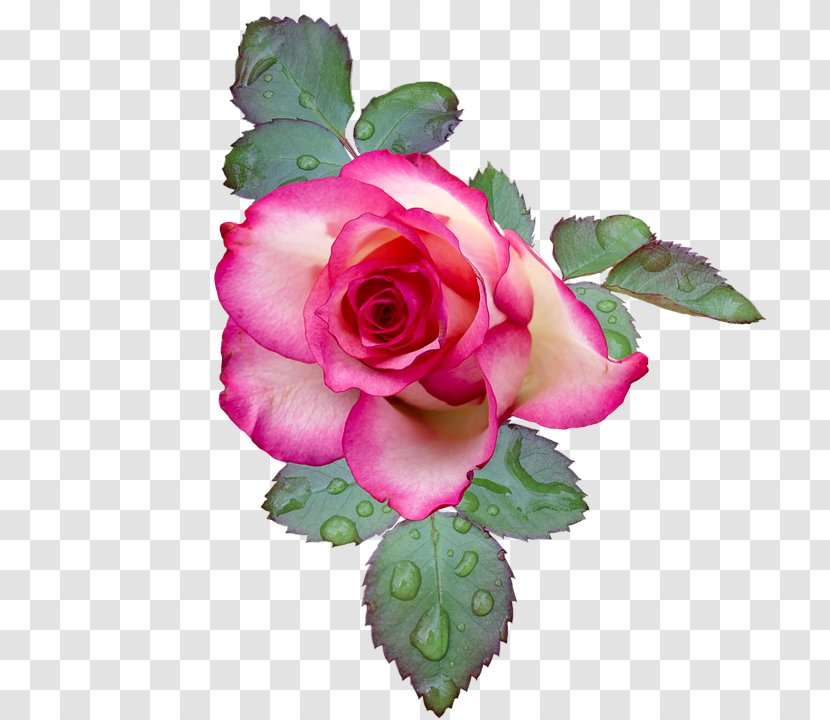 Pink Flowers Garden Roses Stock.xchng Clip Art - Floral Design - Flower Transparent PNG