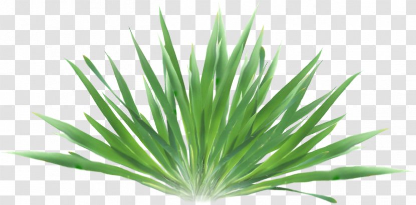 Grasses Green Euclidean Vector - Grass Transparent PNG