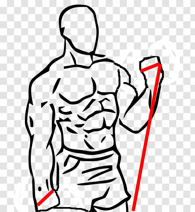 Biceps Curl Dumbbell Exercise Barbell - Watercolor Transparent PNG