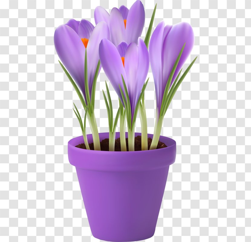 Flowerpot Stock Photography Clip Art - Iris Family - Flower Transparent PNG