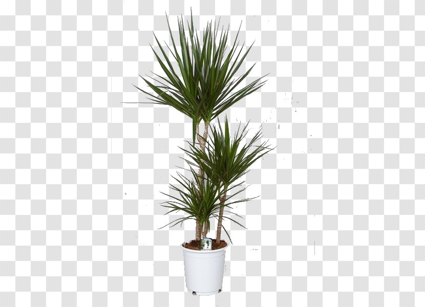 Dracaena Reflexa Var. Angustifolia Houseplant Indoor Plants Dragon Tree - Flowerpot Transparent PNG