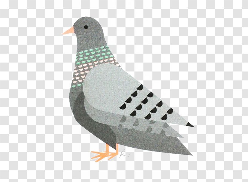 Domestic Pigeon Columbidae Bird Fancy Printing - Gray Transparent PNG