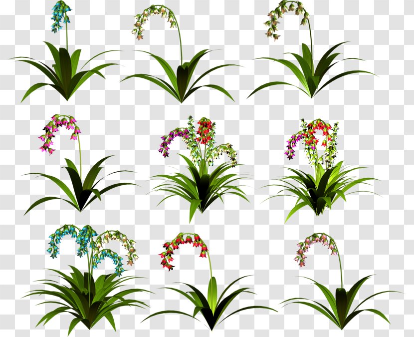Floral Design Cut Flowers Clip Art - Plants - Plant Transparent PNG