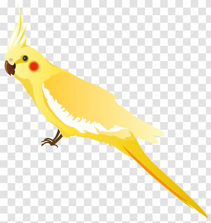 Budgerigar Cockatiel Parrot Macaw Bird - Wing Transparent PNG