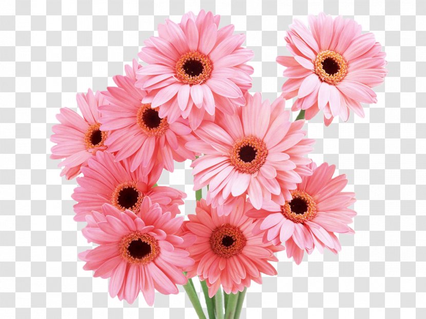 Flower Bouquet Desktop Wallpaper - Pink - Daisy Transparent PNG