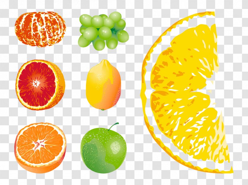 Grapefruit Orange Euclidean Vector - Diet Food - Mouse Painted Fruit Transparent PNG