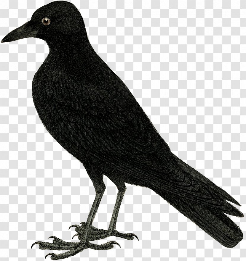 Drawing Crow Clip Art - We Are Waiting For You Transparent PNG