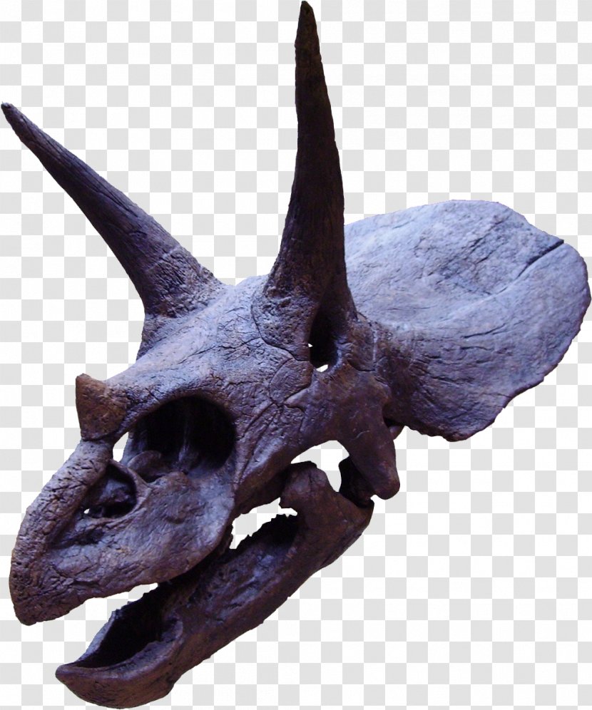 Torosaurus Ceratopsia Tyrannosaurus Late Cretaceous Maastrichtian - Organism - Fossil Transparent PNG