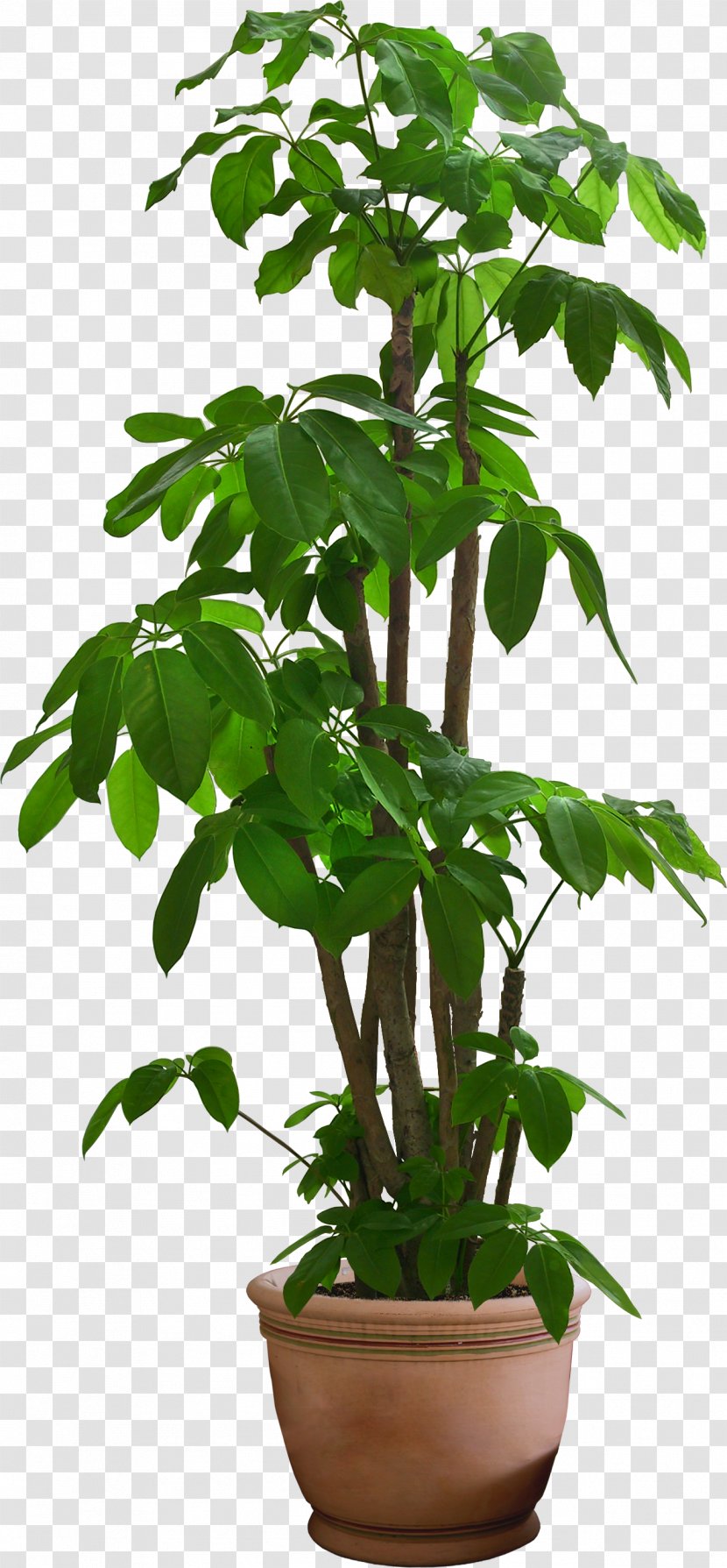 Houseplant Plants Shrub Garden Ideas Tree - Flowerpot Transparent PNG