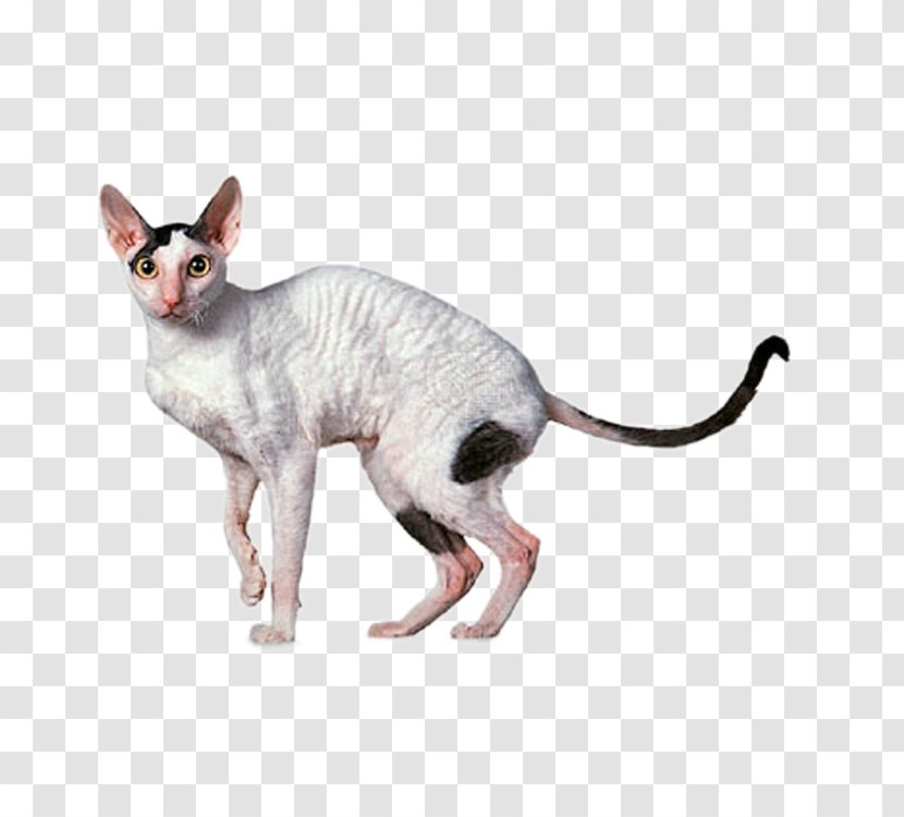 Cornish Rex Devon Sphynx Cat Ragdoll Abyssinian - Cute Transparent PNG