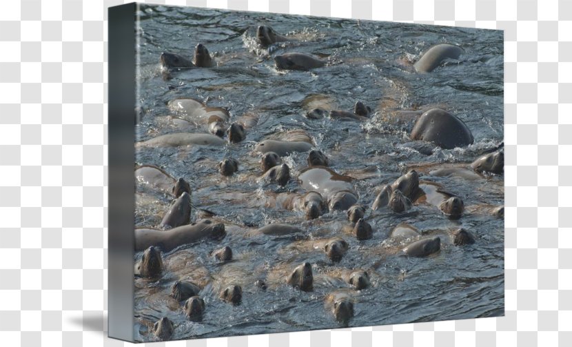 Harbor Seal Sea Lion Wildlife Fauna - Pinniped Transparent PNG