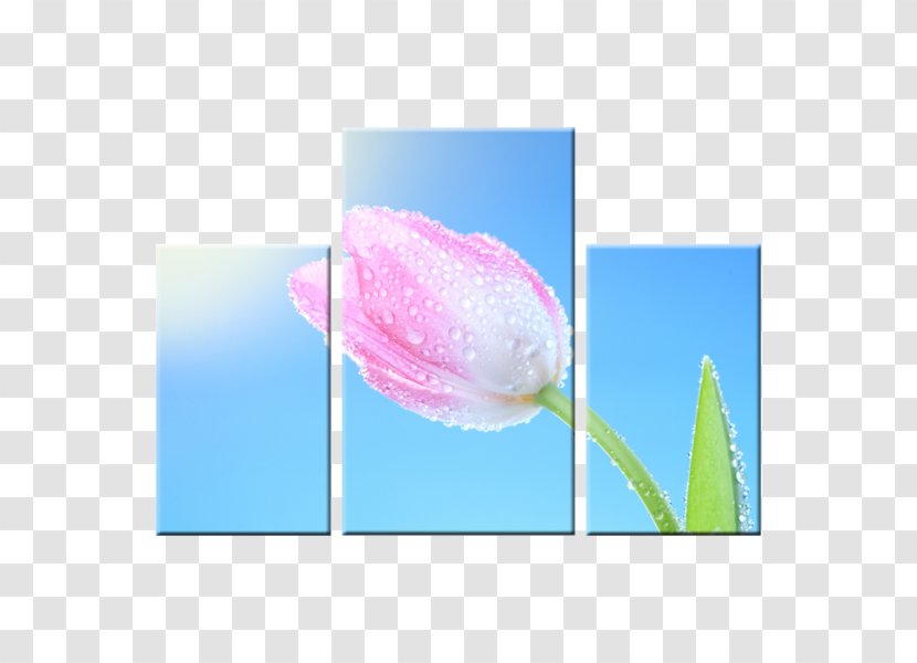 Tulip Petal - Flowering Plant Transparent PNG