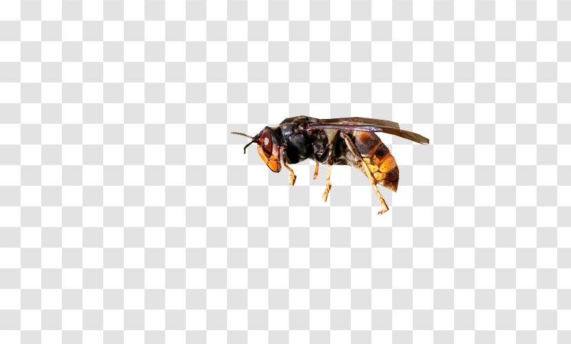 Honey Bee Wasp Asian Hornet European - Worker Transparent PNG