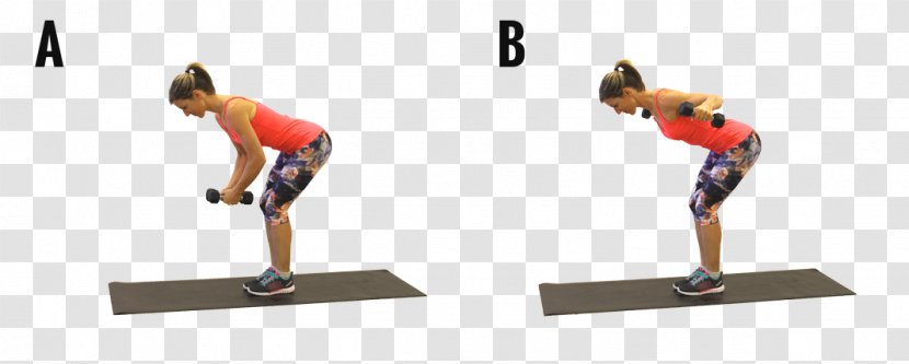 Exercise Weight Training Physical Fitness Strength Gymnastics - Knee - Back Exercises Transparent PNG