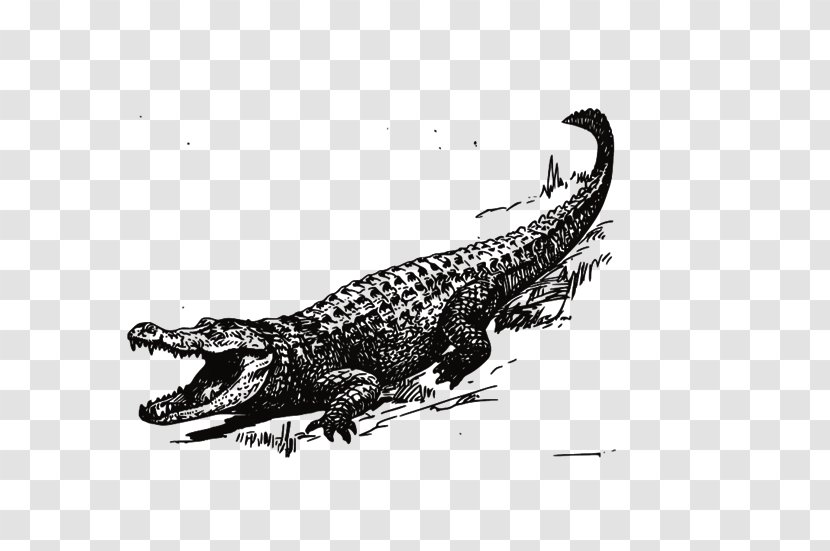 Crocodile American Alligator Clip Art Transparent PNG