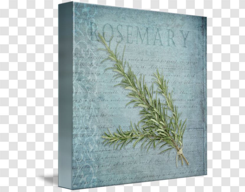 Canvas Gallery Wrap Graphic Arts Herb - Rectangle - Rosemary Transparent PNG