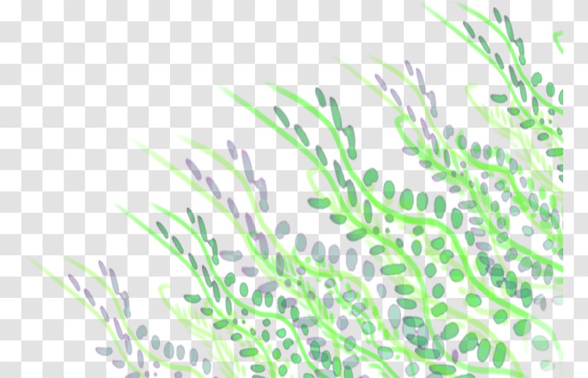 Plant Stem Leaf Grasses Animated Film - Mossbacked Tanager Transparent PNG