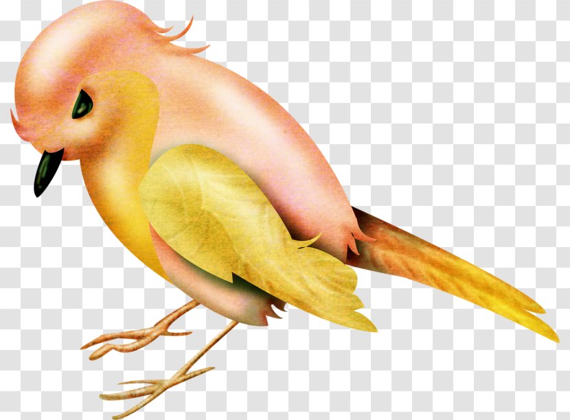 Lovebird - Bird Transparent PNG