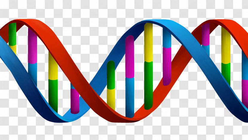 DNA Nucleotide Nucleic Acid Double Helix Base Pair Genetics - Cartoon Transparent PNG