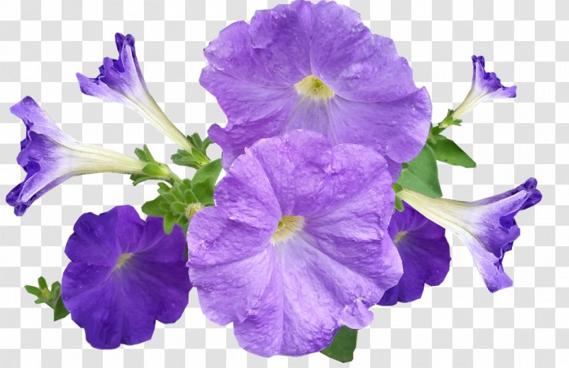 Petunia Violet Flower - Color Transparent PNG