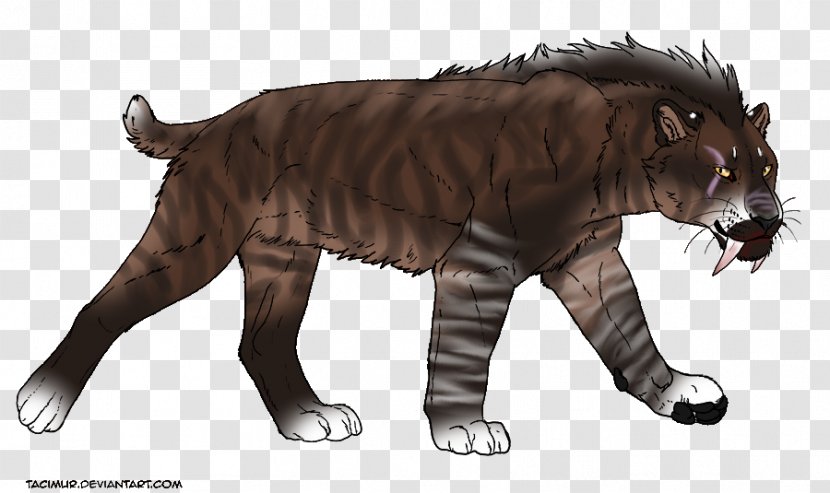 Tiger Lion Felidae Vertebrate Saber-toothed Cat - Tooth Transparent PNG