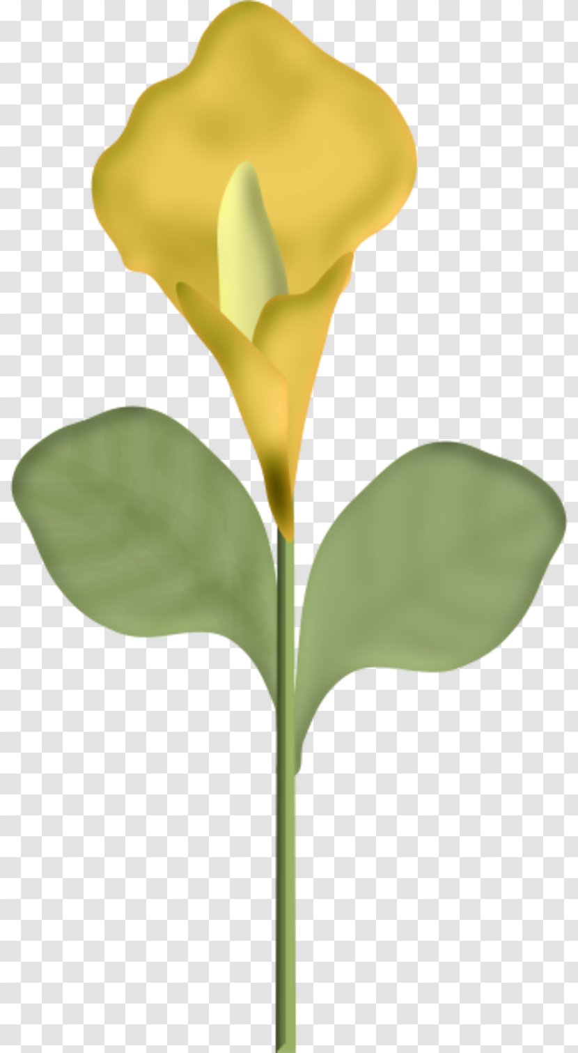 Cut Flowers Centerblog Blume Petal - Plant - Blumen Transparent PNG