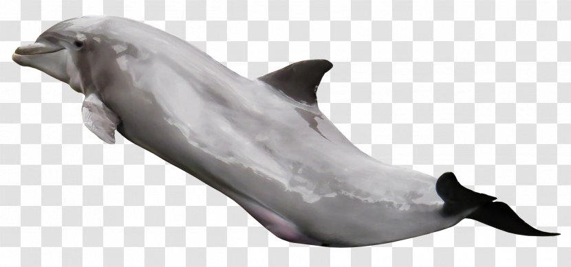 Tucuxi Dolphin - La Plata Transparent PNG