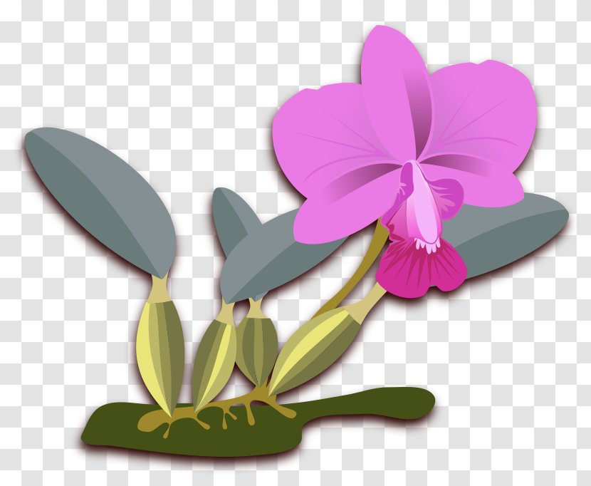Cattleya Walkeriana Orchids Clip Art - Scalable Vector Graphics - Columbian Orchid Cliparts Transparent PNG