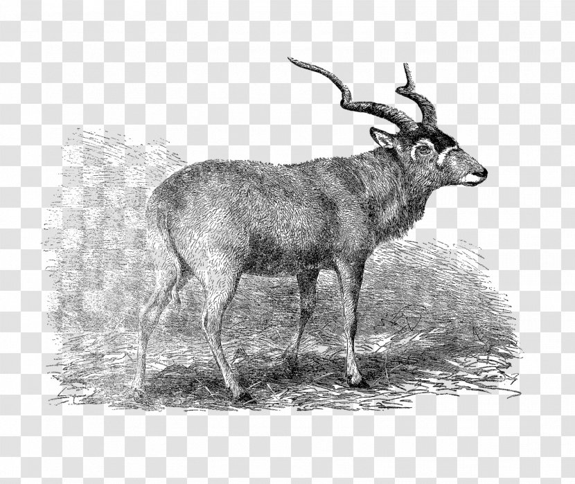 Waterbuck Reindeer Elk Musk Deers Goat - Animal Transparent PNG