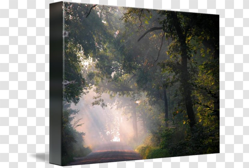 Forest Biome Landscape Painting Nature - Tree - Decorative Elements Of Urban Roads Transparent PNG